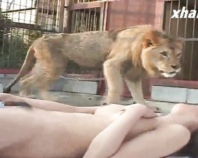 Порно с львом - азиатка мастурбирует в клетке дикого животного