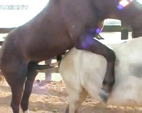 Конь засадил член лошади, реальный секс животных
