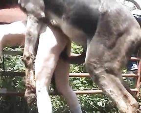 Ишак ебет мужика в жопу огромным членом и кончает