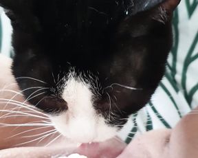 Кот лижет клитор женщины намазанный сметаной