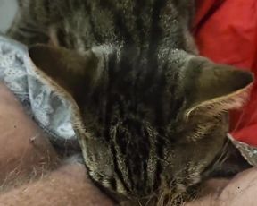 Кот вылизал волосатую пизду и клитор у женщины