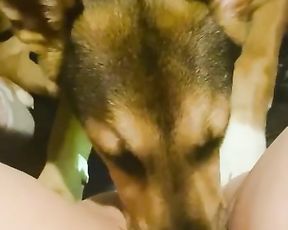 Щенок овчарки лижет пизду у мамы