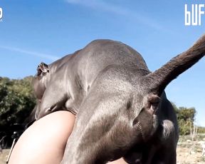 Поно девушки с собакой на улице раком. Артофзоо  ххх