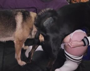 Собаки по очереди трахают пизду озабоченной дочери. Домашнее зоо порно